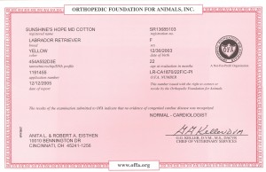 Aspen's OFA Heart Certificate  